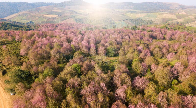 Pink sakura forest on mountain near agriculture aera royalty free stock photography Pink sakura forest on mountain near agriculture aera royalty free stock photography