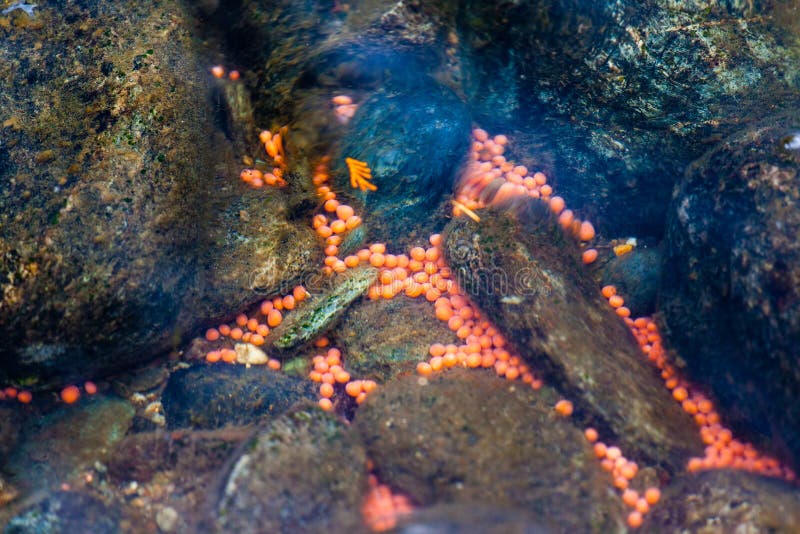 16,979 Salmon Eggs Stock Photos - Free & Royalty-Free Stock Photos from  Dreamstime