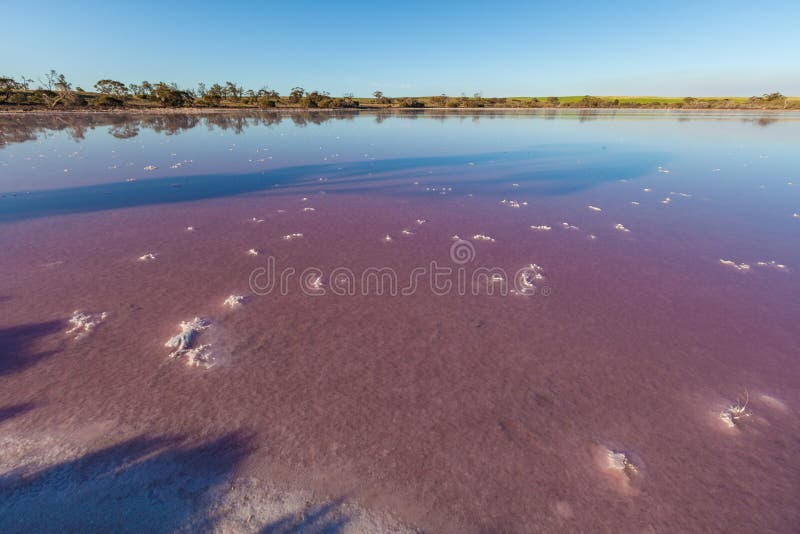 Pink Salt Lake Hardy, Australia royalty free stock photos Pink Salt Lake Hardy, Australia royalty free stock photos