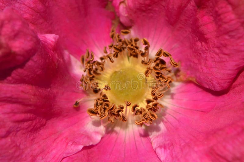 Pink simple rosehip flower with velvet petals and yellow heart stock photography Pink simple rosehip flower with velvet petals and yellow heart stock photography