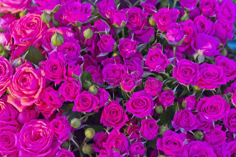 Pink small roses in marketplace