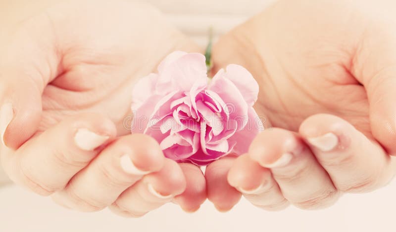 Pink Soft Flower in Woman Hands. Spa, Protection, Care. Stock Image ...