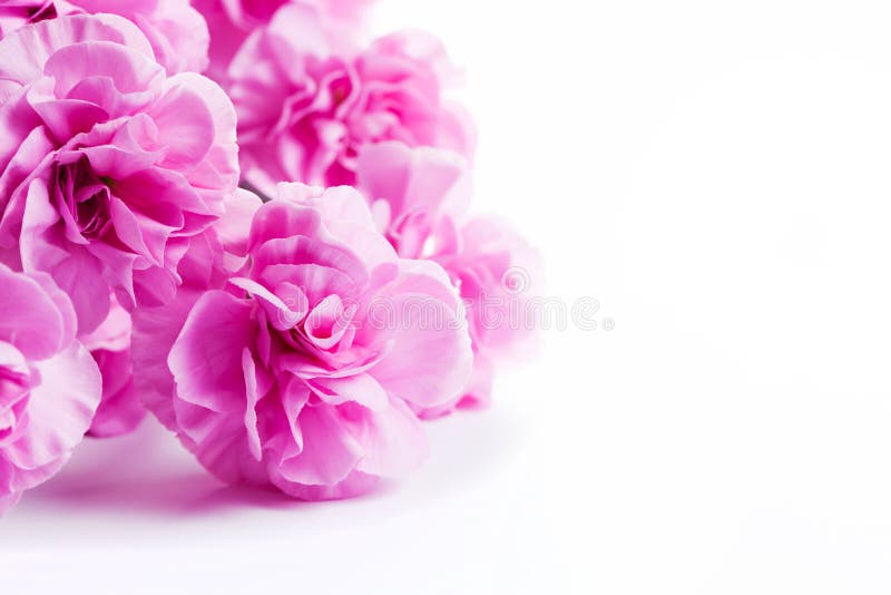 Rosa weich Blumen Blumenstrauß auf weißem hintergrund.