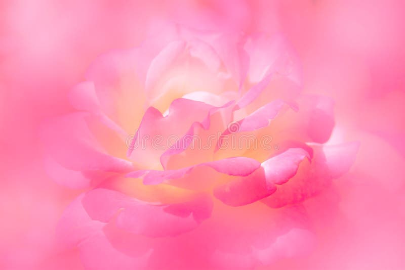 Pink and soft yellow rose petals nature abstract background vector illustration Pink and soft yellow rose petals nature abstract background vector illustration
