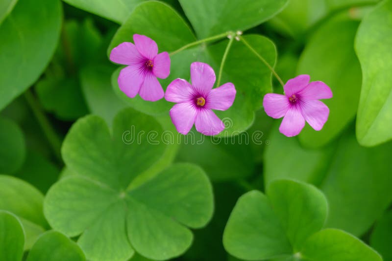 156 Oxalis Articulata Photos Free Royalty Free Stock Photos From Dreamstime 156 Oxalis Articulata Photos Free Royalty Free Stock Photos From Dreamstime