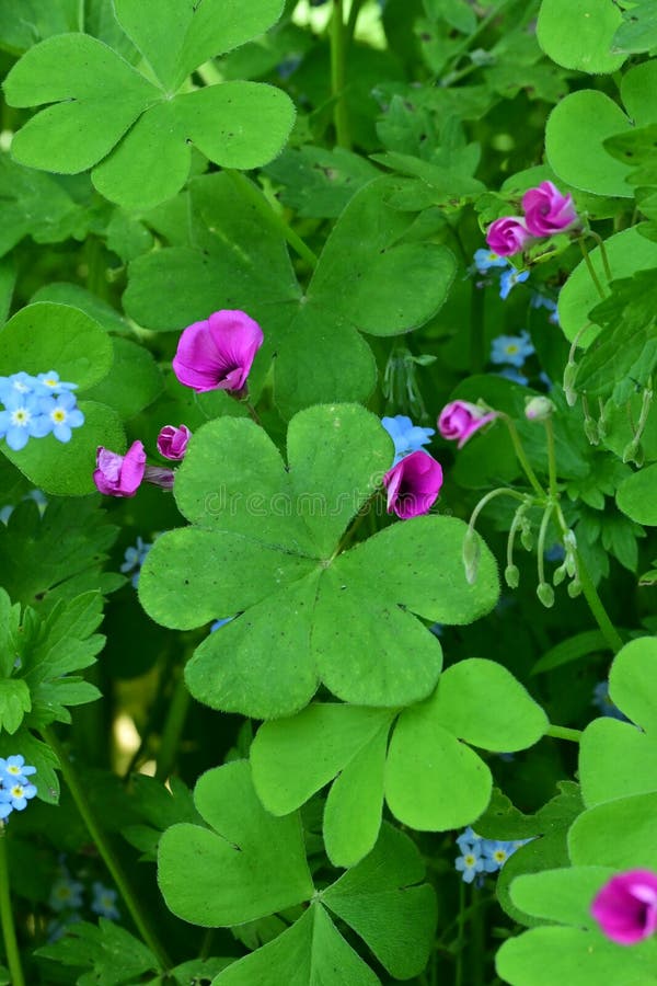 Pink Sorrel Oxalis Articulata Norfolk England Uk Stock Image Image Of Netho Areas