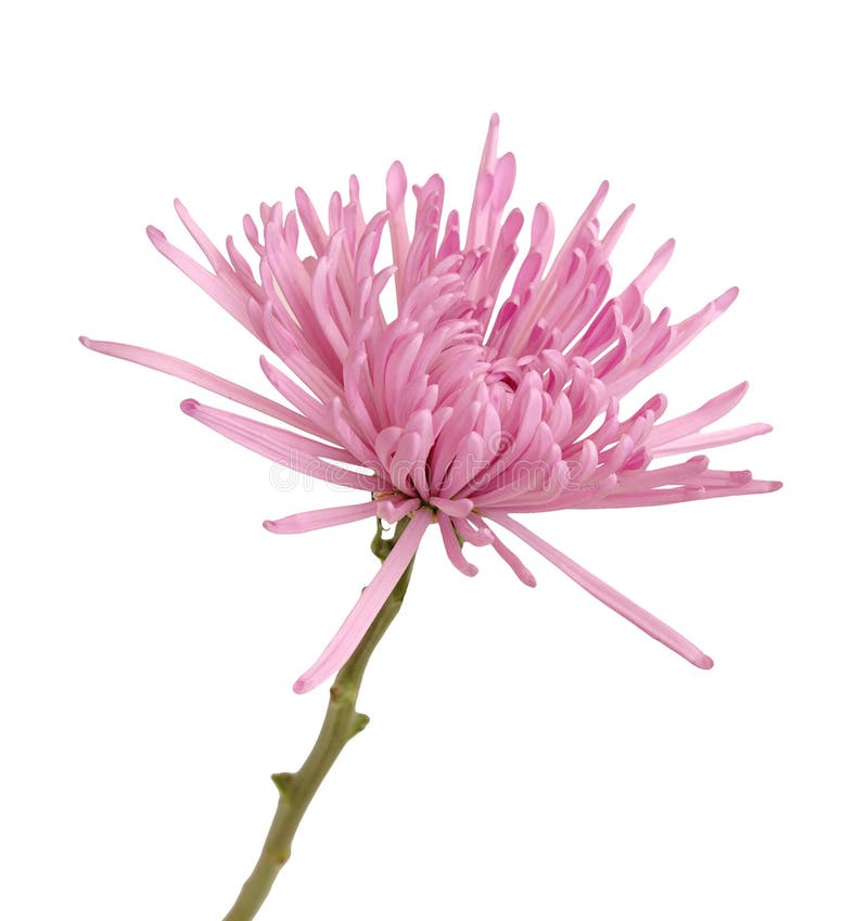 Pink spider mum stock image. Image of bright, chrysanthemum 30186515