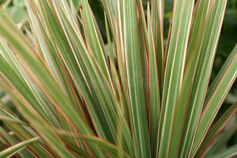 Pink spider plant stock image. Image of flora, spider 112806027