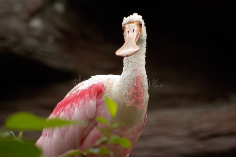 Pink spoonbill bird portrait