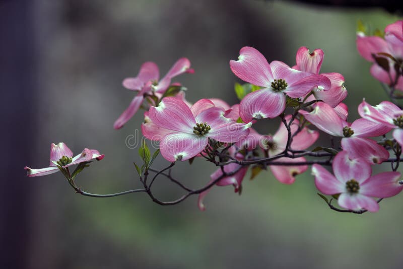 Pink spring dogwoods