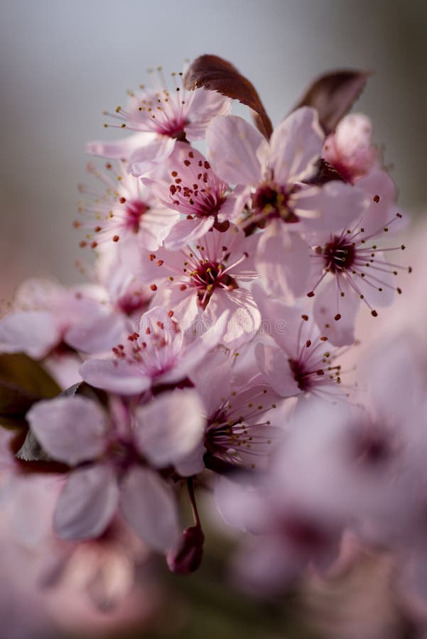 Pink Spring Flower Cherry Tree in the Garden Stock Image Image of