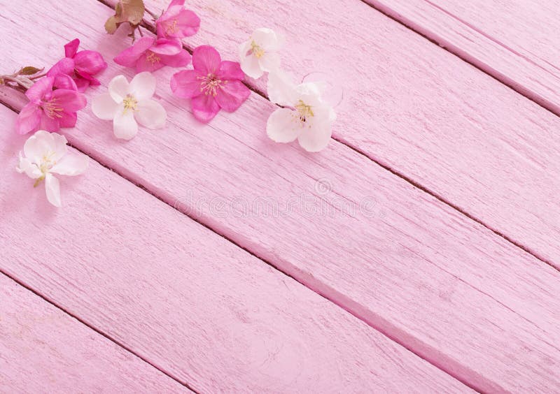 Pink Spring Flowers on Wooden Background Stock Photo Image of focus, closeup 107361112