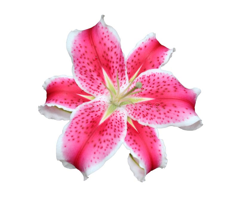 Pink Stargazer Lilies Flowers on White Background. Stock Image - Image ...