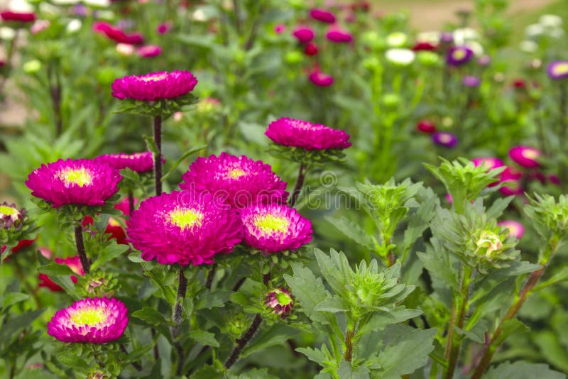 Pink Straw Flower in Garden Stock Photo Image of helichrysum, bloom