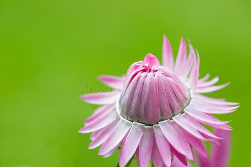 Pink straw flower stock photo. Image of background, blossom 31636590