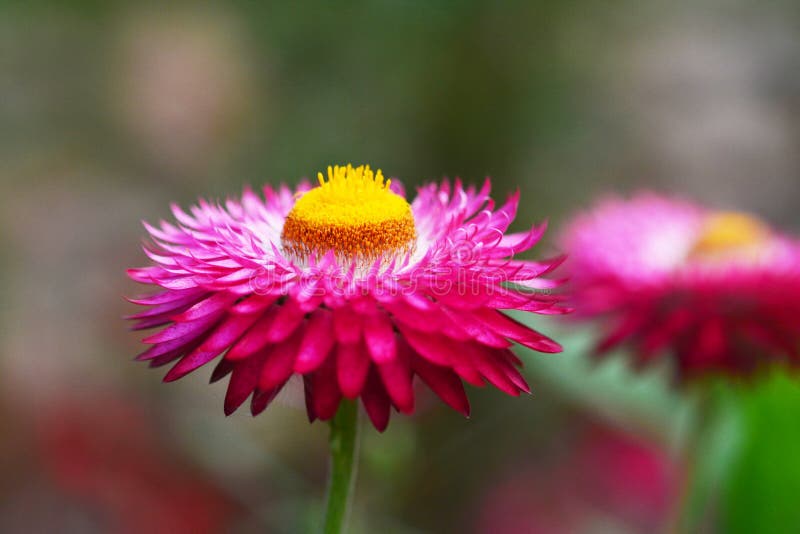 Pink Strawflower stock image. Image of daisy, helichrafrac12 50498793
