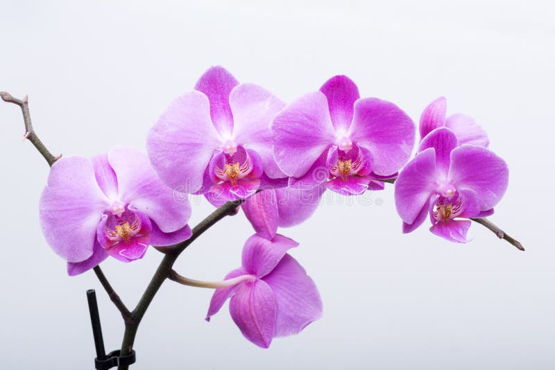 Pink streaked orchid flower, isolated on white background royalty free stock photography Pink streaked orchid flower, isolated on white background royalty free stock photography