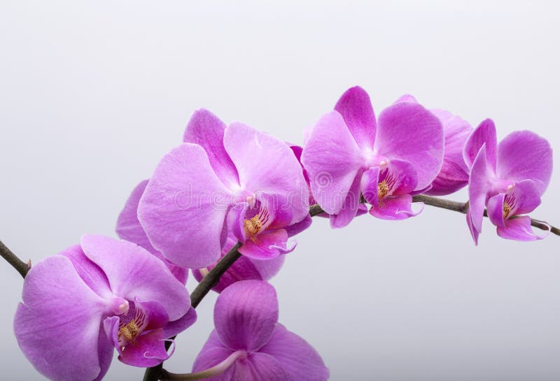 Pink streaked orchid flower, isolated on white background stock photo Pink streaked orchid flower, isolated on white background stock photo