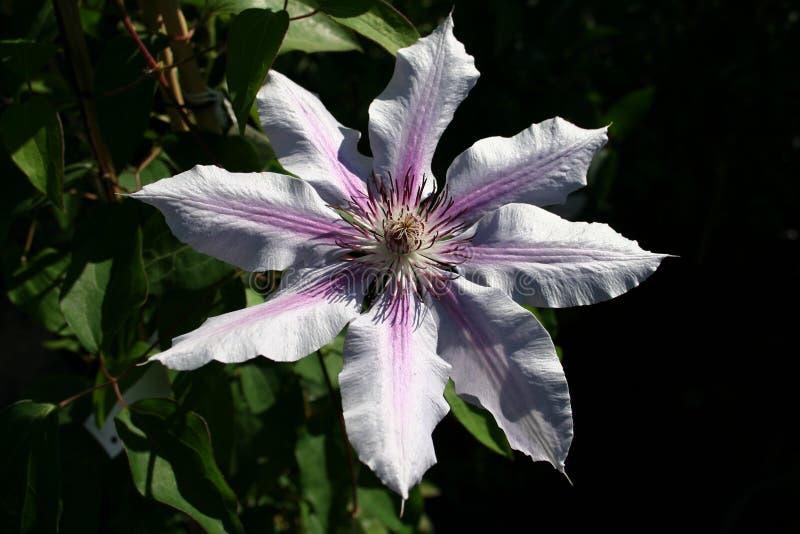 A Pink Striped Clematis flower with it's leafs in the background and shadowy contrast