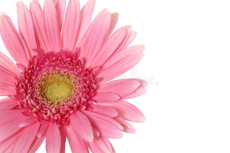 Pink sunflower