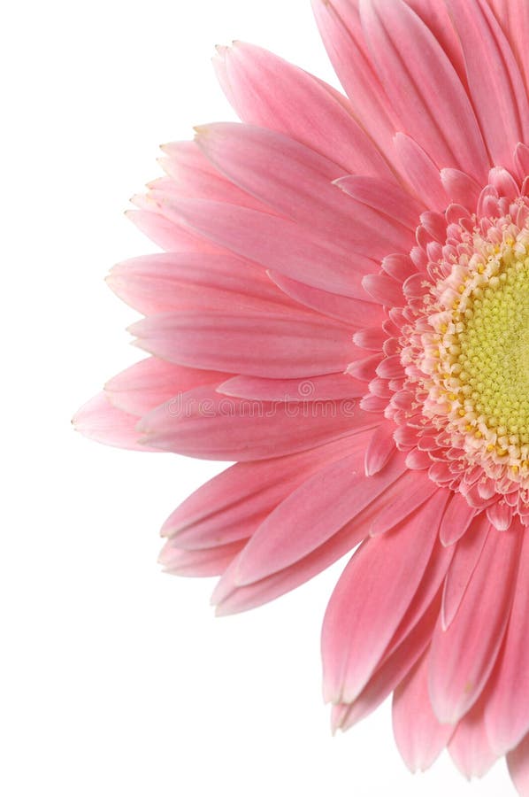 Pink sunflower