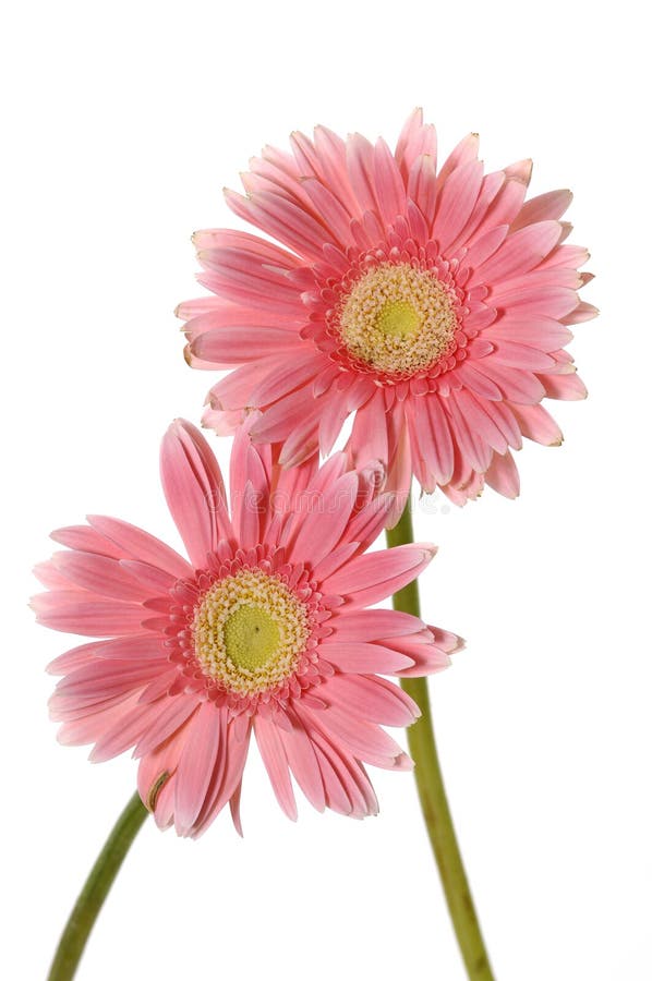 Pink sunflower