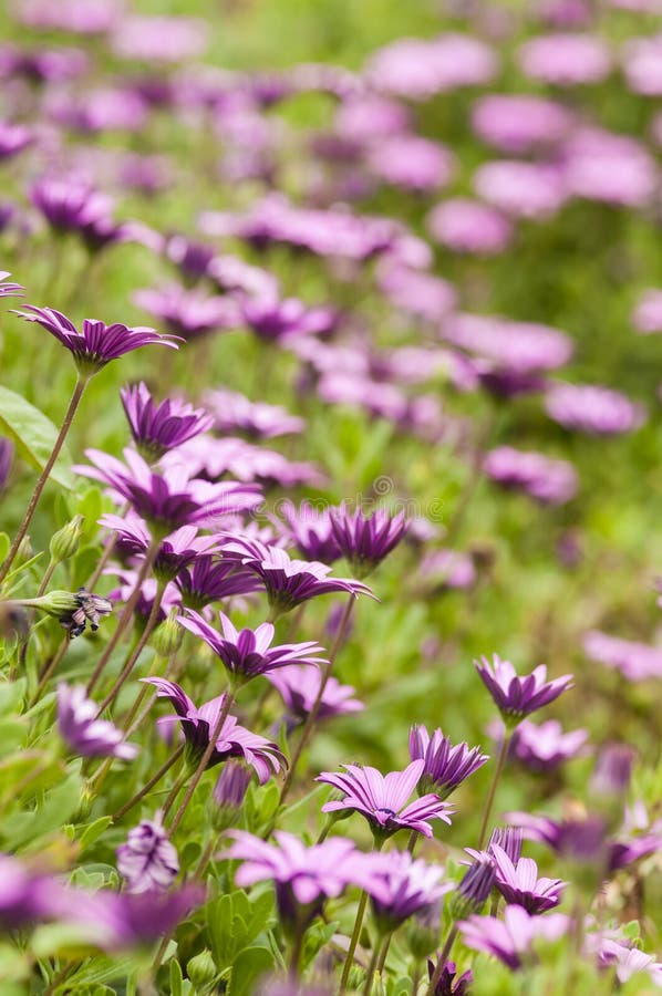 Pink Sunflower Daisy, Dimorphotheca, Flower Stock Image Image of