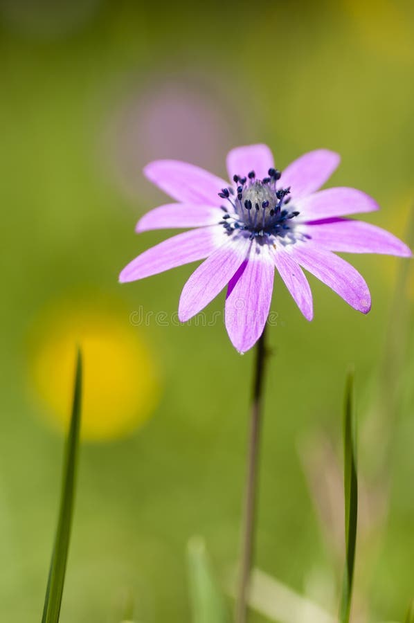 Pink Sunflower Daisy Flower Stock Image Image of season, daisies