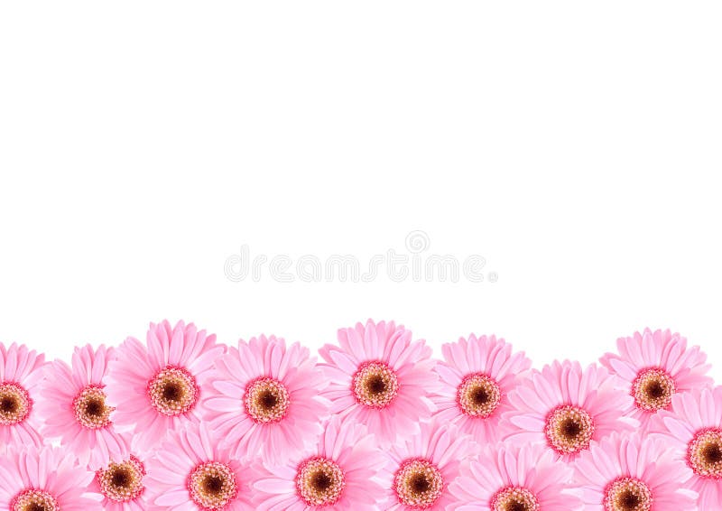9 Cute Pink Sunflower Wallpapers ideas  pink sunflowers sunflower  wallpaper flower wallpaper