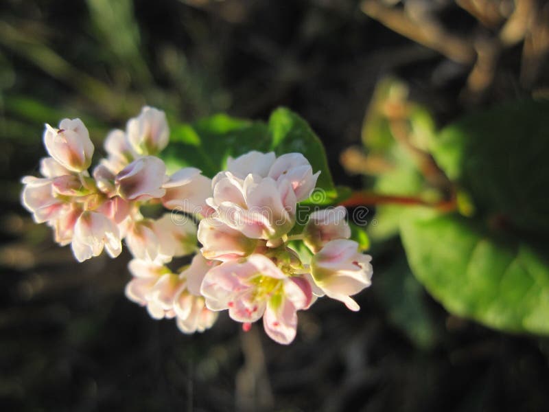Sweet Pea Blossom and Dew stock photo. Image of flowers 28405998