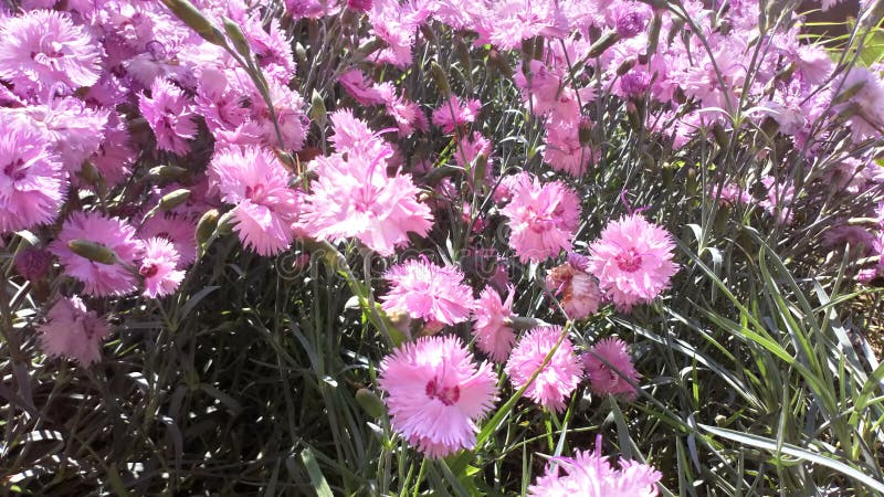 Pink sweet william