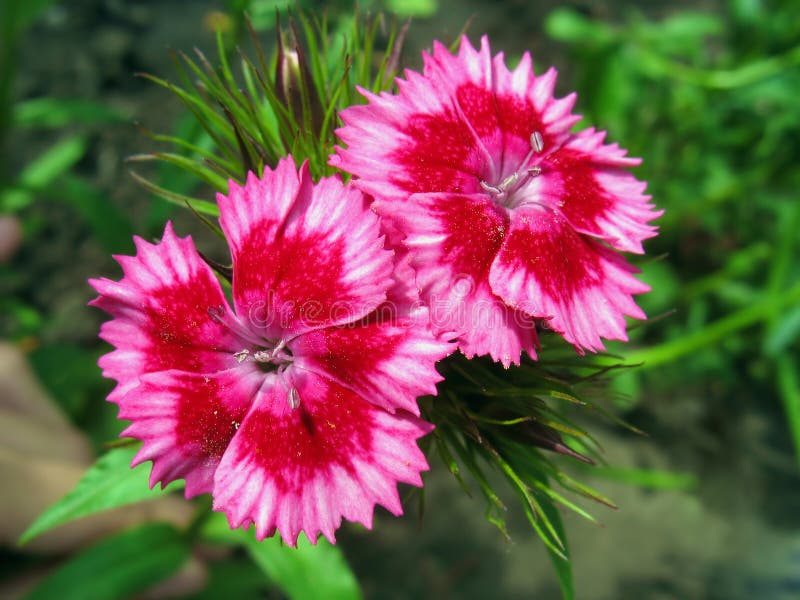 Two flowers of pink sweet william (Dianthus barbatus) against green leaves background