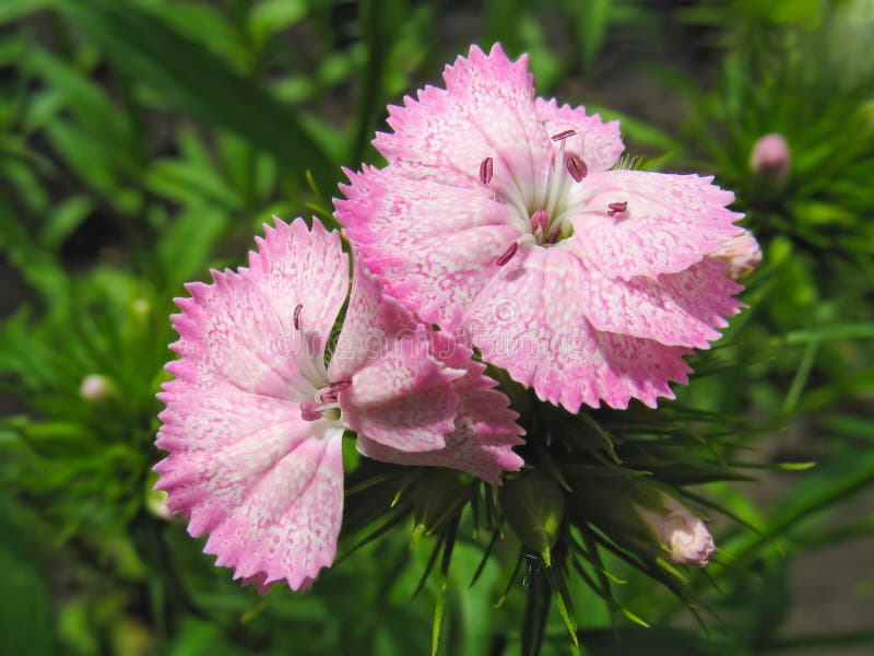 Two flowers of pink sweet william (Dianthus barbatus) against green leaves background