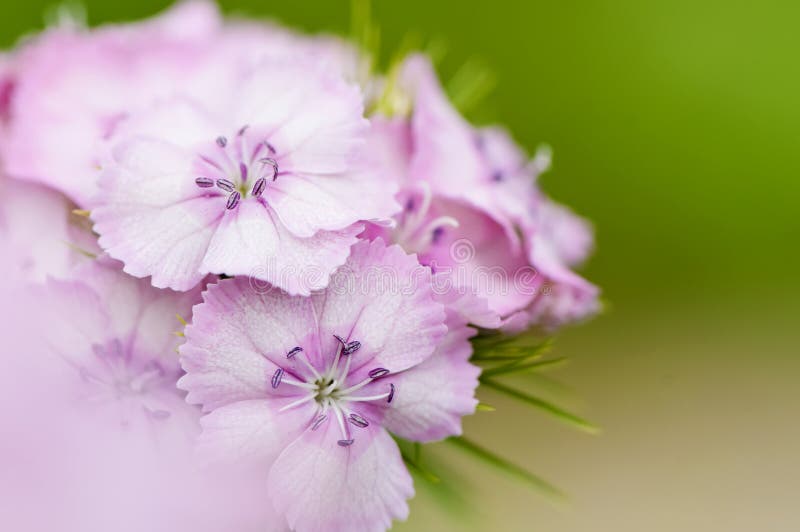 Pink sweet william flower