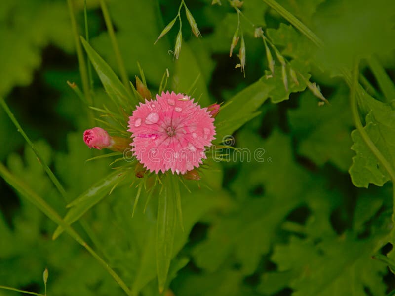 Pink Sweet William flower with dew drips on a green background in the garden, view from above, selective focus - Dianthus barbatus. Pink Sweet William flower with dew drips on a green background in the garden, view from above, selective focus - Dianthus barbatus