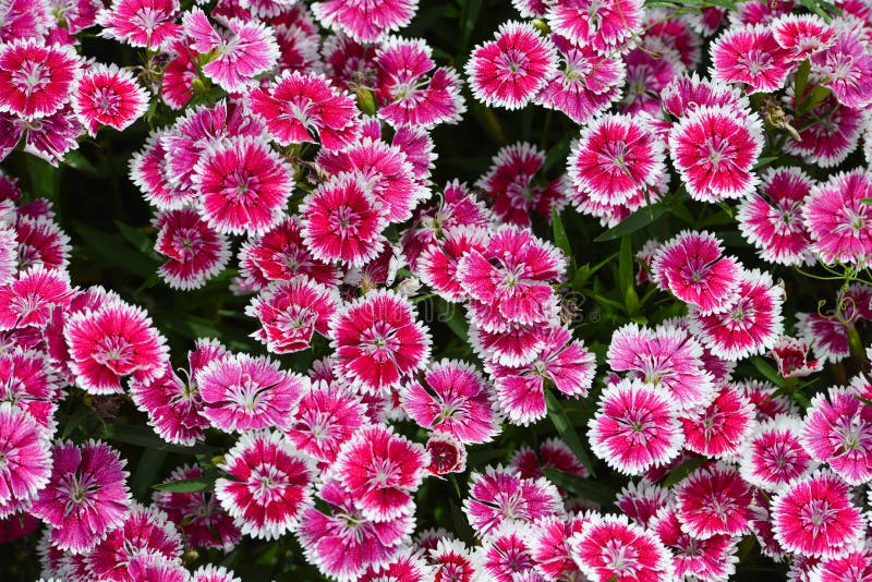 Pink sweet william flowers background