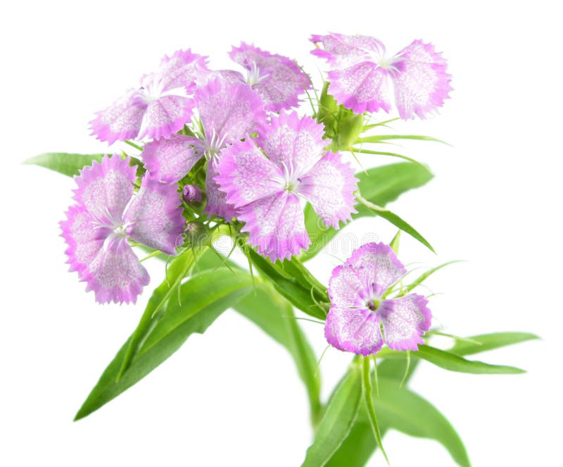 Pink Sweet William flowers or Dianthus barbatus isolated on white background. Pink Sweet William flowers or Dianthus barbatus isolated on white background