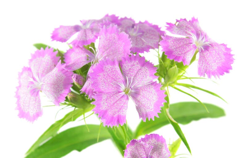 Pink Sweet William flowers or Dianthus barbatus isolated on white background. Pink Sweet William flowers or Dianthus barbatus isolated on white background