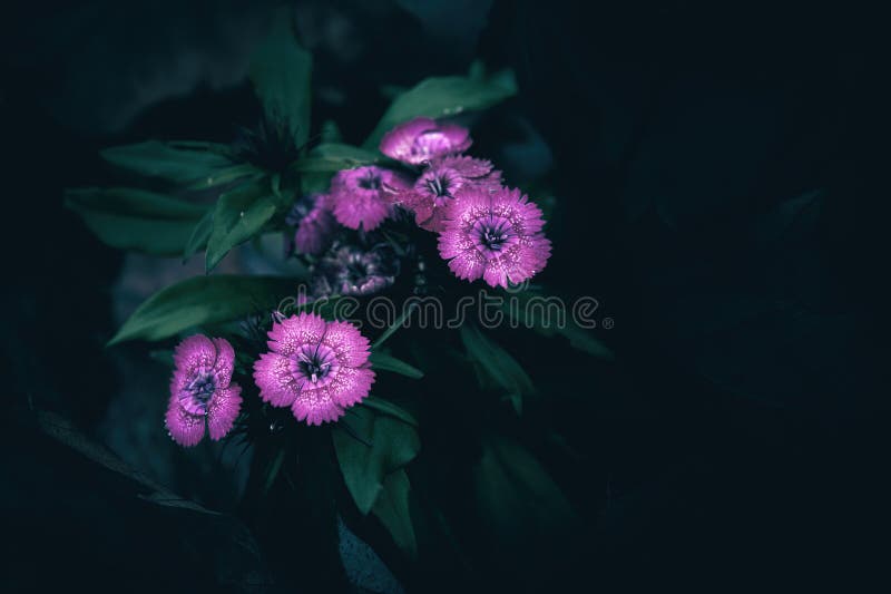 Pink Sweet William flowers in the park