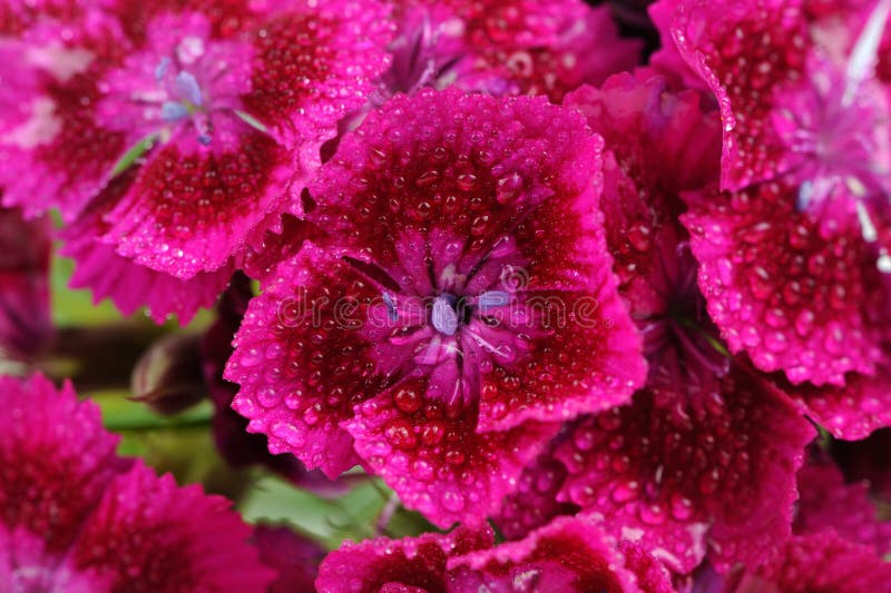 A close-up of beautiful pink sweet william flowers with water drops