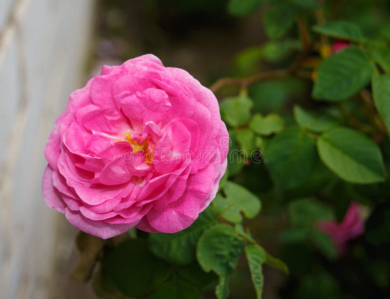 Pink tea rose stock photo. Image of beauty, color, group 98001376