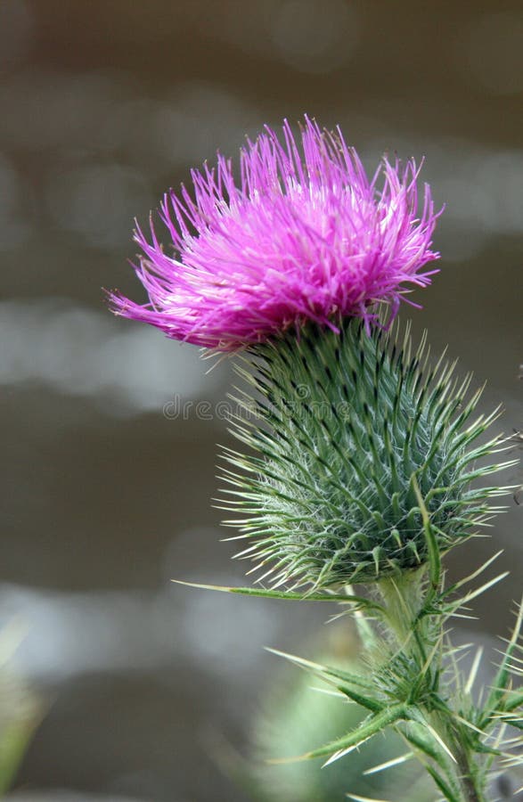 Pink Thistle Flower stock image. Image of august, oseland 11619251