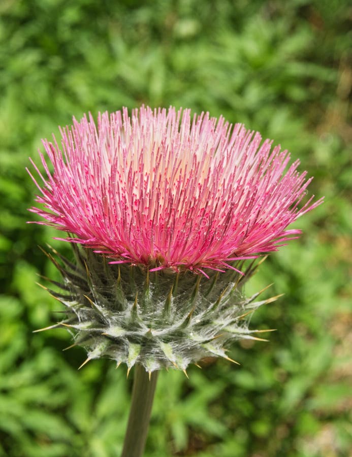 Pink Thistle Flower stock photo. Image of detail, closeup 40587596