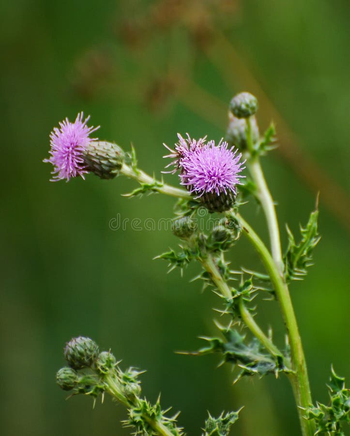 Pink Thistle stock image. Image of wildlife, plant, vegetable 99779851