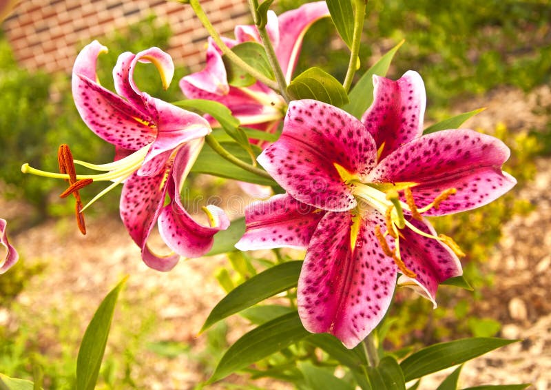 Pink tiger lily stock photo. Image of inflorescence, pink 10036210