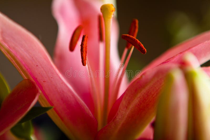 Pink Tiger Lily Pistils Stock Image Image Of Nature 23827479