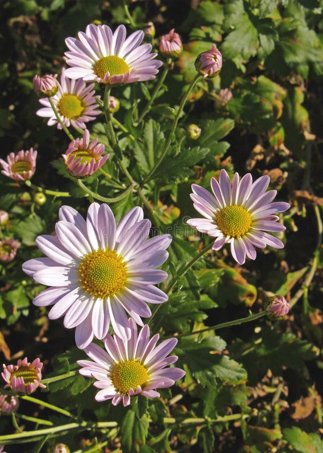 Pinktinged Daisies stock image. Image of plants, nature 96116445