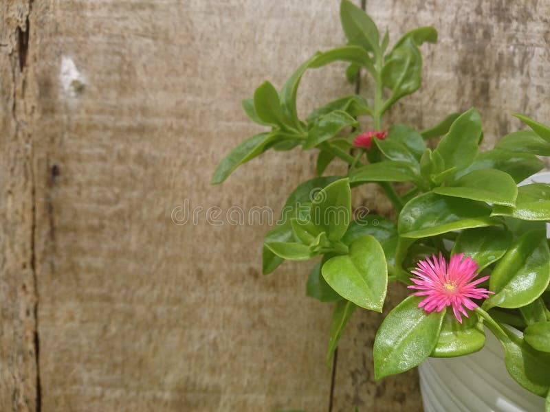The Pink Tiny Flowers Hanging in the Wall Stock Image Image of wall