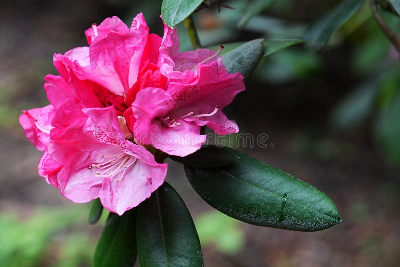 Pink to magenta coloured Rhododendron flower royalty free stock photos