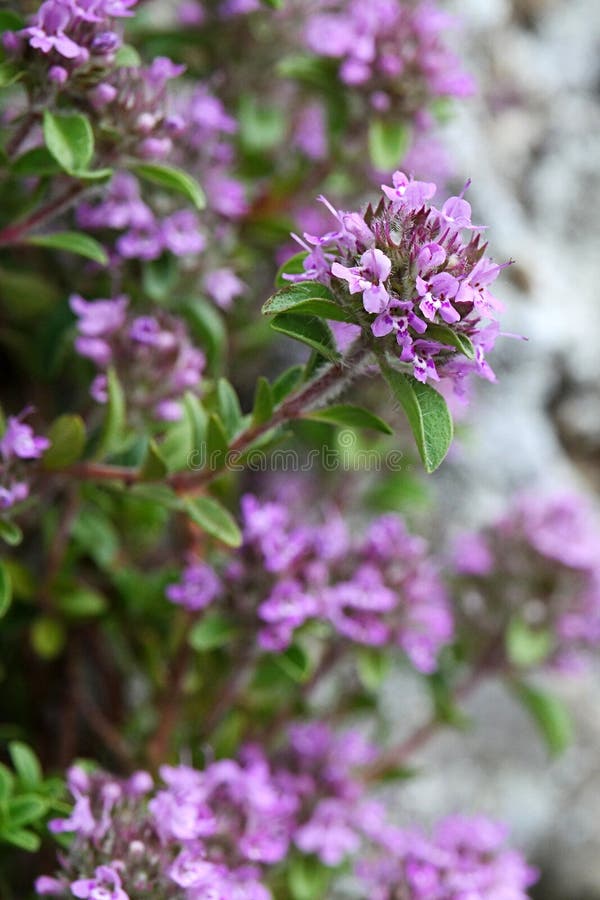 Pink to purple spring flowers of Breckland Thyme herb, also known as Wild thyme or Creeping Thyme